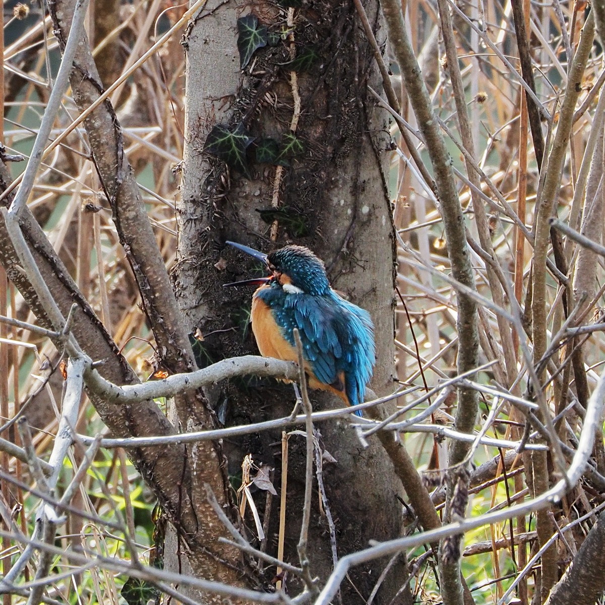 f:id:hasechuwan:20210223160111j:plain