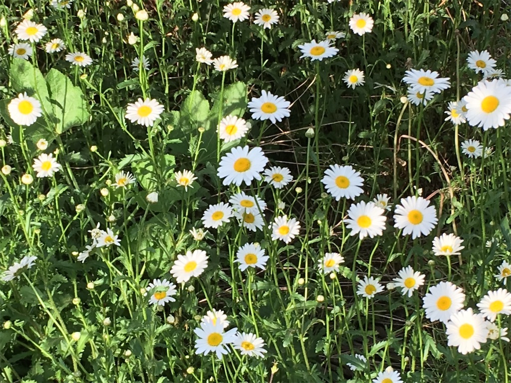 f:id:hasehome1192246:20190616123750j:image f:id:hasehome1192246:20190616123750j:image