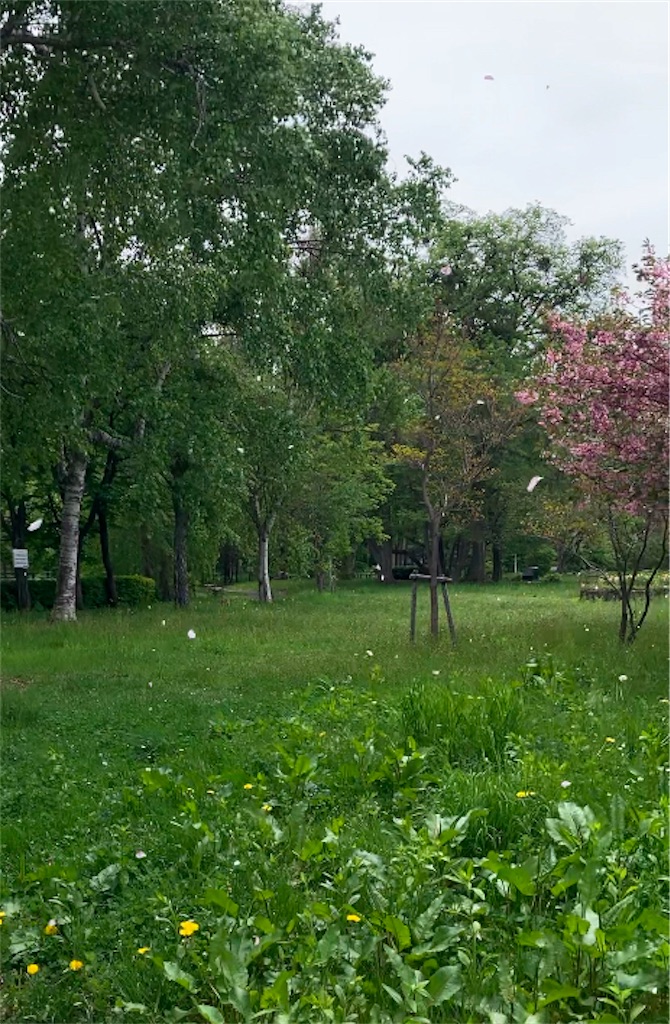 f:id:hasehome1192246:20250526145720j:image