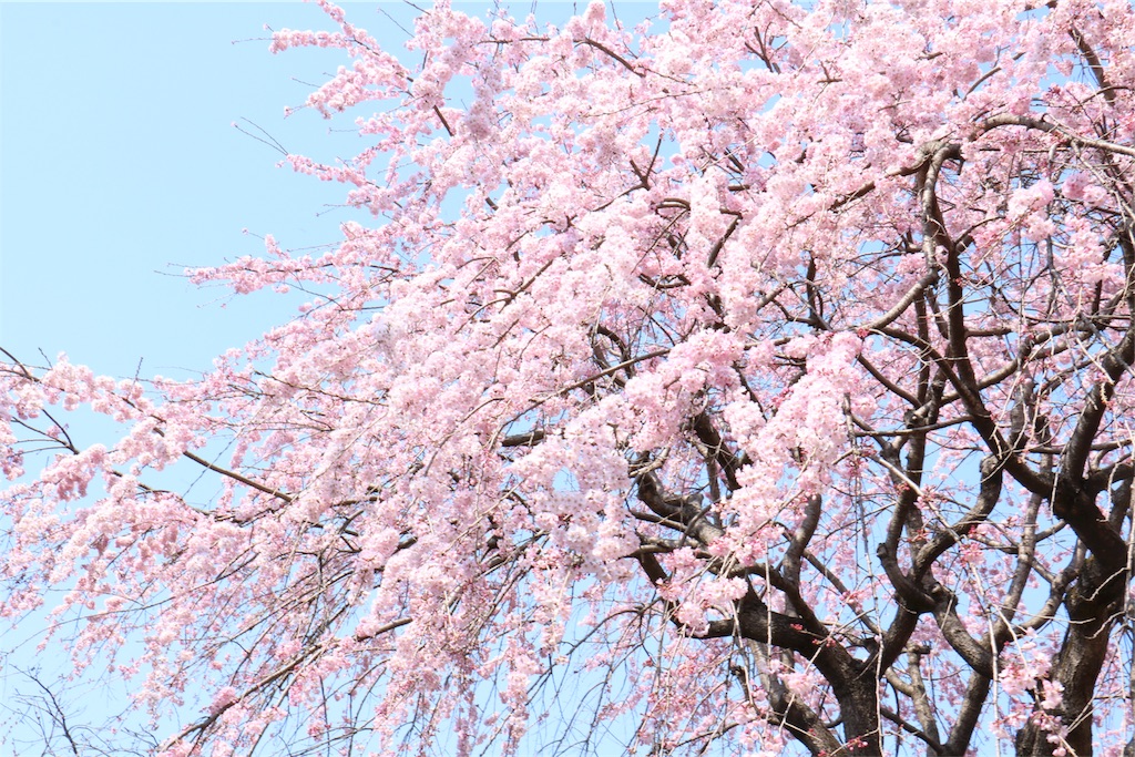 f:id:haserunrun:20170401093305j:image f:id:haserunrun:20170401093305j:image
