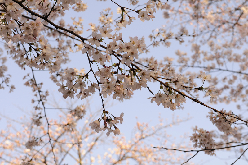 桜の木の枝 – 桜の枝の挿し木の方法 – PKOJ
