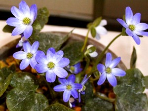 f:id:hashiba511:20060305112535j:image