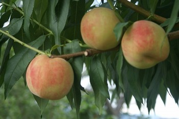 f:id:hashiba511:20060820040332j:image