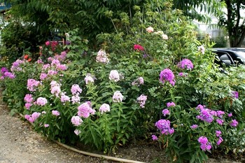 f:id:hashiba511:20060820041404j:image