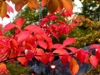 f:id:hashiba511:20061021113645j:image