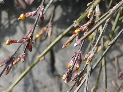 f:id:hashiba511:20070217043312j:image