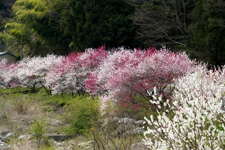 f:id:hashiba511:20070504050332j:image