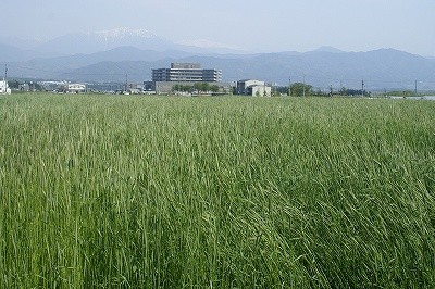 f:id:hashiba511:20070525040142j:image