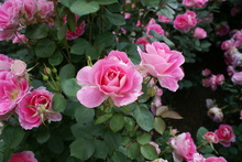 f:id:hashiba511:20070618180847j:image