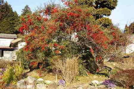 f:id:hashiba511:20080112075122j:image