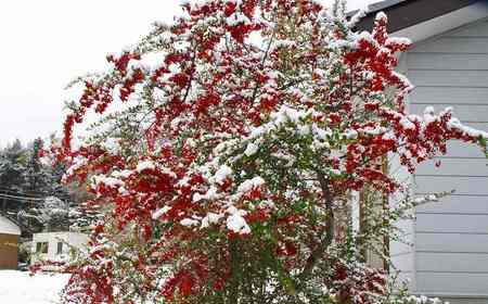 f:id:hashiba511:20080112075246j:image