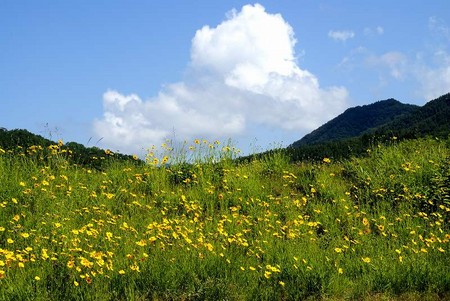 f:id:hashiba511:20080605072353j:image
