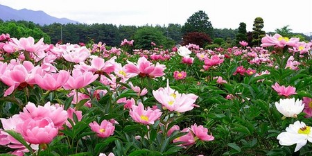 f:id:hashiba511:20080606070558j:image
