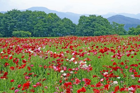 f:id:hashiba511:20080621074111j:image