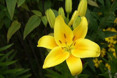f:id:hashiba511:20080724192240j:image