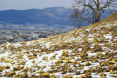 f:id:hashiba511:20090222175917j:image