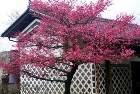 f:id:hashiba511:20090308110151j:image