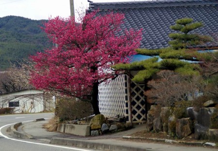 f:id:hashiba511:20090308110152j:image