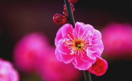 f:id:hashiba511:20090308110242j:image