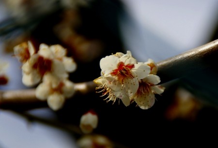 f:id:hashiba511:20090313162150j:image