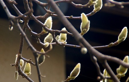 f:id:hashiba511:20090313162152j:image