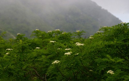 f:id:hashiba511:20090805053209j:image