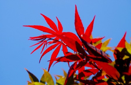 f:id:hashiba511:20090811151559j:image