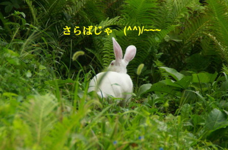 f:id:hashiba511:20090826165431j:image