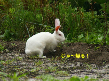 f:id:hashiba511:20090826165436j:image