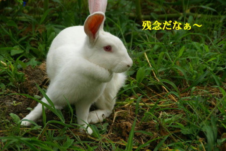 f:id:hashiba511:20090826165437j:image