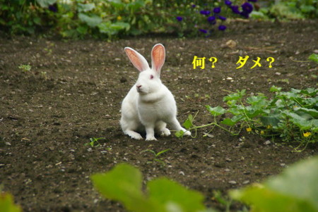 f:id:hashiba511:20090826165438j:image