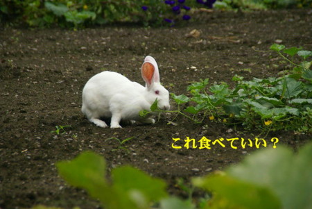 f:id:hashiba511:20090826165439j:image