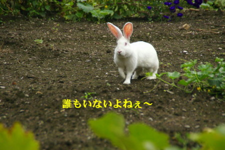 f:id:hashiba511:20090826165443j:image