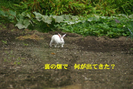 f:id:hashiba511:20090826165447j:image