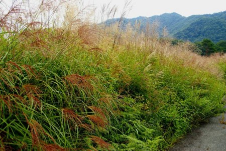 f:id:hashiba511:20090830100111j:image
