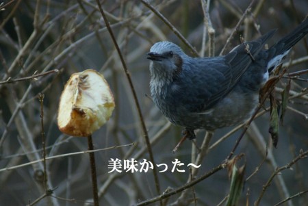 f:id:hashiba511:20100201183507j:image