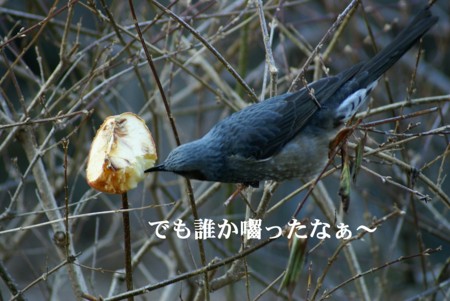 f:id:hashiba511:20100201183517j:image
