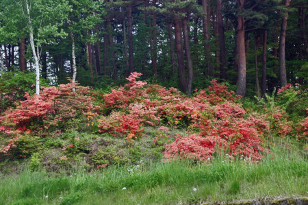 f:id:hashiba511:20100522185145j:image