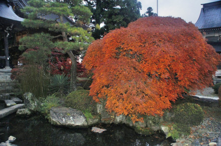 f:id:hashiba511:20101117074558j:image