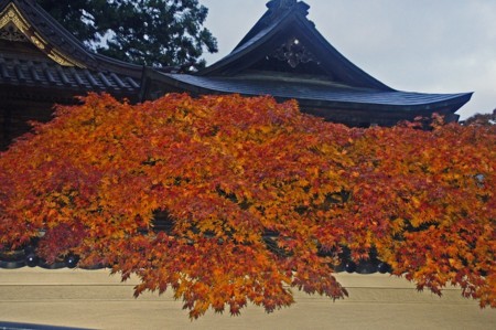 f:id:hashiba511:20101117180804j:image