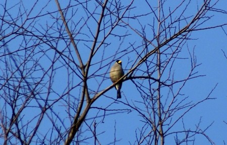 f:id:hashiba511:20110402113028j:image