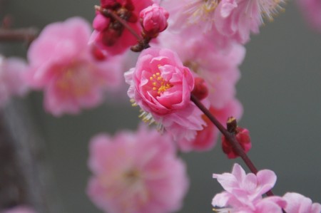 f:id:hashiba511:20110409054914j:image