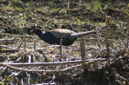 f:id:hashiba511:20110422163911j:image