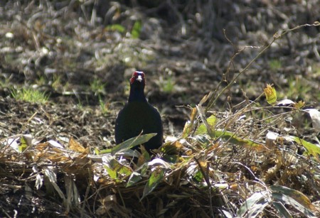 f:id:hashiba511:20110422163925j:image