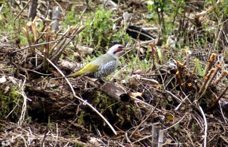 f:id:hashiba511:20110422163930j:image