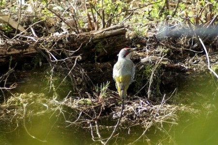 f:id:hashiba511:20110422163933j:image