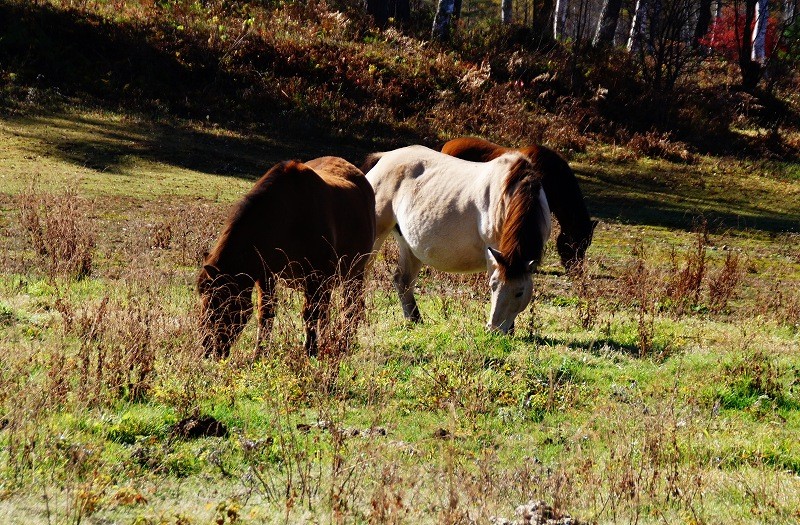 f:id:hashiba511:20111028054311j:image:w500