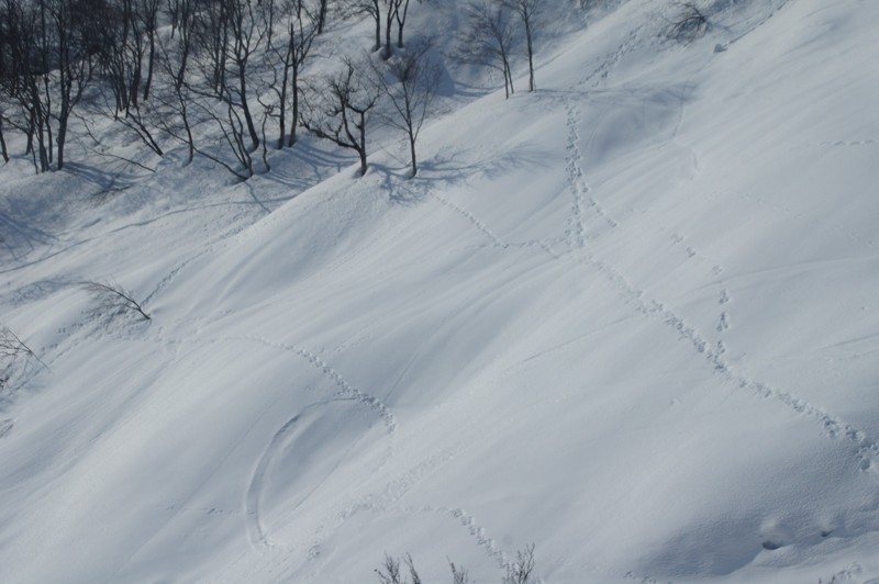 f:id:hashiba511:20120209072630j:image:w500