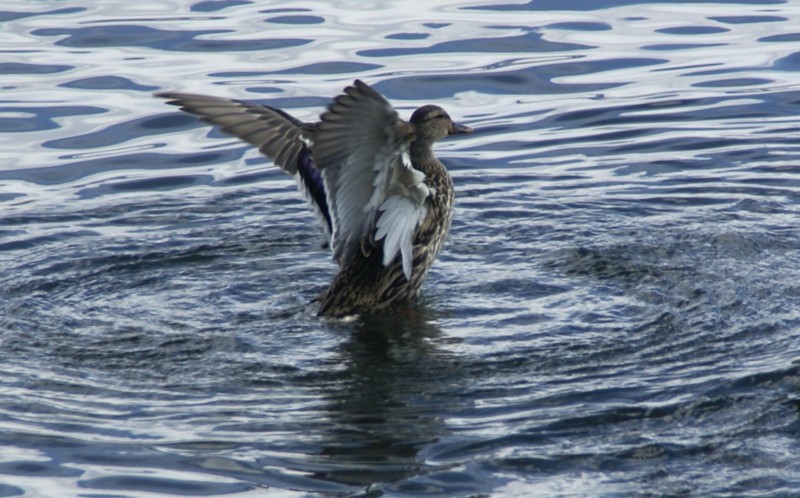 f:id:hashiba511:20120221042028j:image:w500