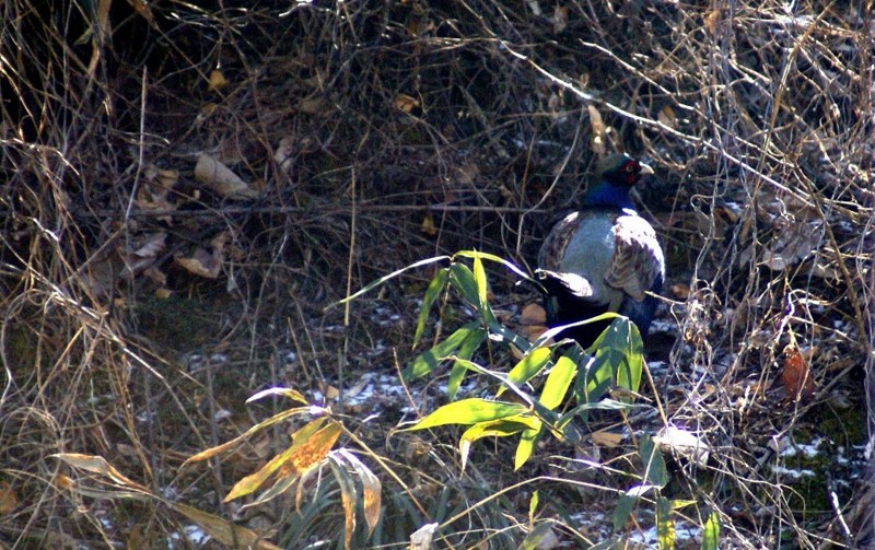 f:id:hashiba511:20120227080042j:image:w500